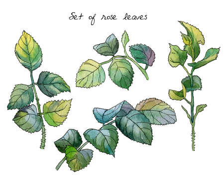 Set of stems and leaves of a rose flower. Watercolor botanical illustration on white background. Each element is isolated.の写真素材