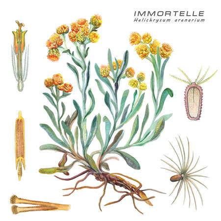 Botanical watercolor illustration of a medicinal plant Immortelle (Helichrysum arenarium)の写真素材