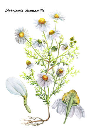 Pharmacy chamomile. Wild flower. Watercolor botanical illustration.の写真素材