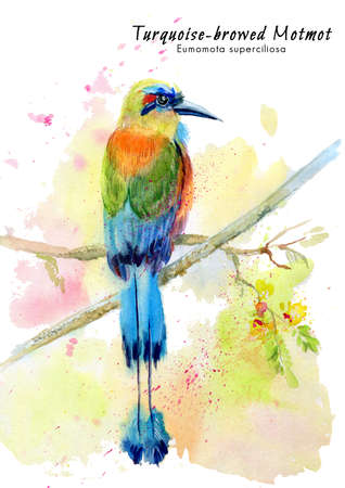 Turquoise-browed motmot Little Bee-eater (Eumomota superciliosa) tropical exotic bird. Illustration on white isolated background. Watercolor drawing.の写真素材