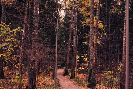 Lanterns along the tree path going deep into the autumn forest