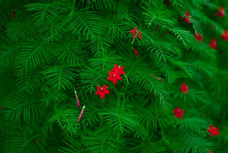 small red flowers on a background of green leavesの写真素材