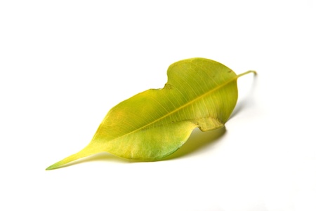 a green yellow leaf on white backgroundの写真素材