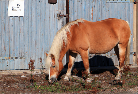 a brown horse searching for its foodの写真素材