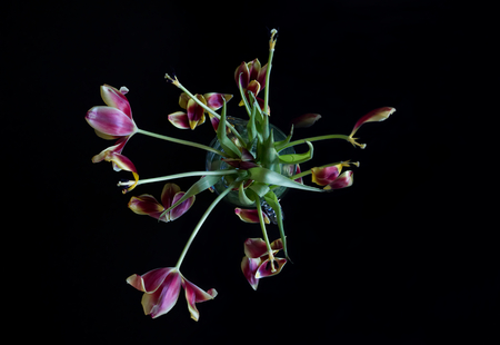 bouquet of tulips in a vase on a black backgroundの写真素材