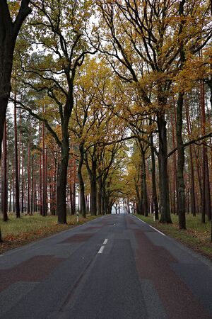 a forest national road through autumn treesの写真素材