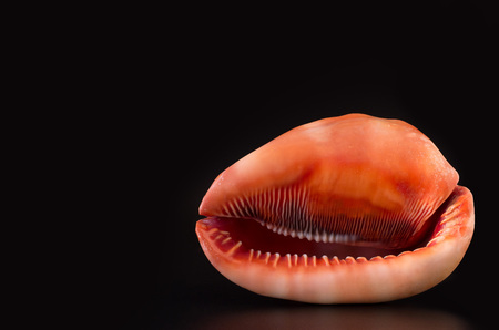 Big sea shell on a black background. Cypraecassis Rufa on a black background. front viewの写真素材