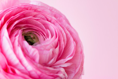 Ranunculus flower on a pink background. The place for the text. Close up. Front view. Macroの写真素材