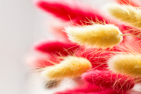 The dried-up heads of plants of red and yellow color. Dry plants for a bouquet. Close up. Front...