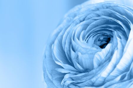 Blue ranunculus flower on a blue background. Classic Blue color of the Year 2020. The place for the...