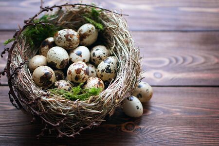 Quail eggs with green moss  in a nest on a braun wooden table with copy space. Easter, Spring or healthy organic food concept.の写真素材