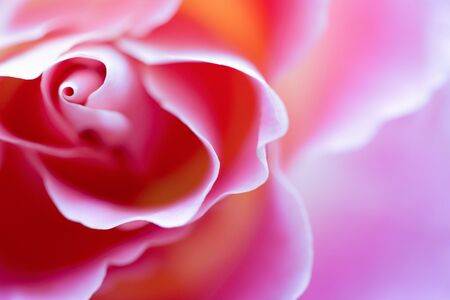 Beautiful pink rose, macro, front view, selective focus. Valentines day. Copy space for your text. Mock up template. Can be used for wallpaper, wedding cards, web page bannerの写真素材