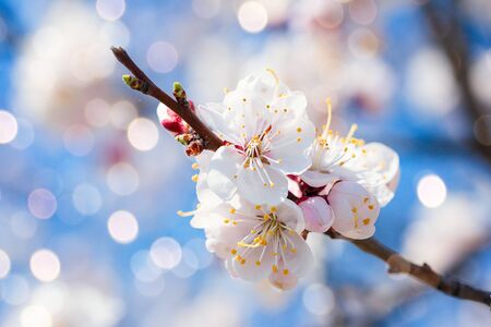 Branch of the cherry tree in bloom against the background of the blue sky. White petals flowers close-up. Springtime. Spring flowers blossom background. Close upの写真素材