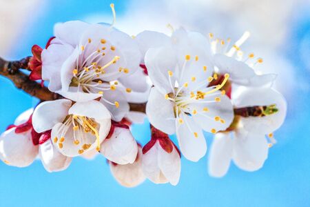 Branch of the cherry tree in bloom against the background of the blue sky. White petals flowers close-up. Springtime. Spring flowers blossom background. Close upの写真素材