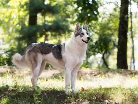 A black and white spotted dog walks in a Park on a sunny summer day. Front viewの写真素材