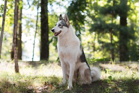 Black and white spotted dog sitting on the grass in a park on a sunny summer day. Front viewの写真素材
