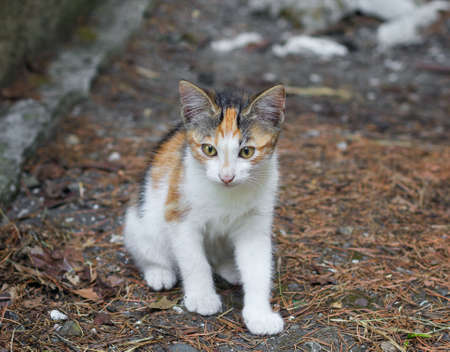 A small spotted stray kitten sits on the ground strewn with dry pine needlesの写真素材