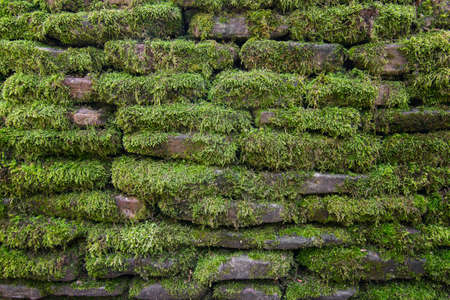 Green thick moss on a stone wall in the Parkの写真素材