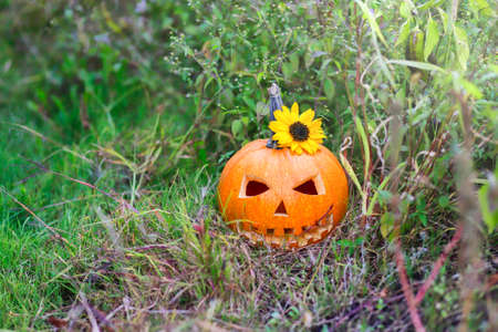 Halloween pumpkin in a forest clearing in the thick grass on an autumn day. Great spooky symbol of Halloweenの写真素材