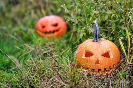 Halloween pumpkins in a forest clearing in the thick grass on an autumn day. Great spooky symbol of Halloweenの写真素材