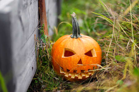Halloween pumpkin in a forest clearing in the thick grass on an autumn day. Great spooky symbol of Halloweenの写真素材