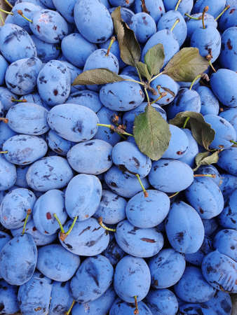 Fresh organic plums. Harvest. Summer fruit.の写真素材