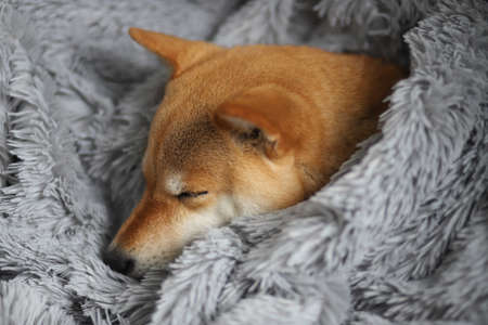 Cute red dog Shiba Inu sleeps at home wrapped in a gray fluffy blanketの写真素材