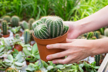 The girls hand holds a pot of cactus in a flower shop. Echinocactus Magnificus. Front view. Selective focus.の写真素材