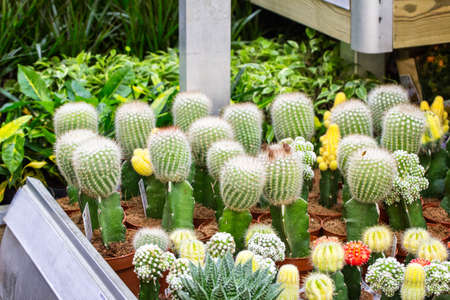 The counter with cacti in the storeの写真素材