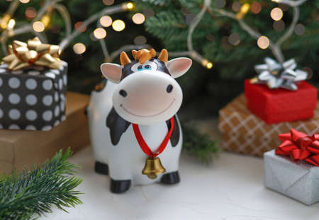 Figure of a cute black and white bull with gifts, on the background of fir branches with Christmas lights. Symbol of the Chinese New year 2021, a symbol of new years mood. Holiday symbolの写真素材