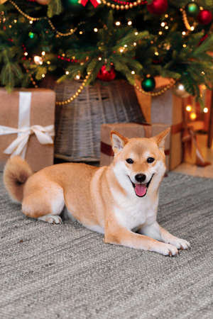 Funny red dog Shiba Inu lies on a gray carpet under a decorated Christmas treeの写真素材