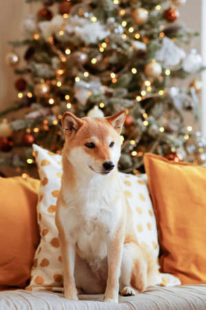 A young dog Shiba Inu is sitting on a gray sofa with colored decorative pillows, in the background a Christmas tree decorated with Christmas toys and garlandsの写真素材