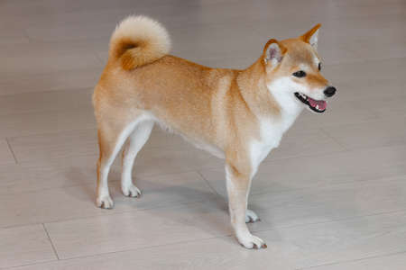 A young cute red dog Shiba Inu stands on the gray floor. Front viewの写真素材