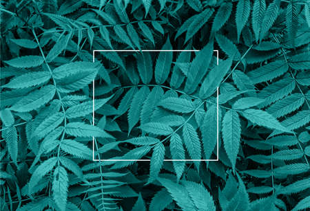 Tidewater green color leaves abstract background, fresh toned leaves. Backdrop for design with white frame. Top view, flat lay, macro, close-up.の写真素材