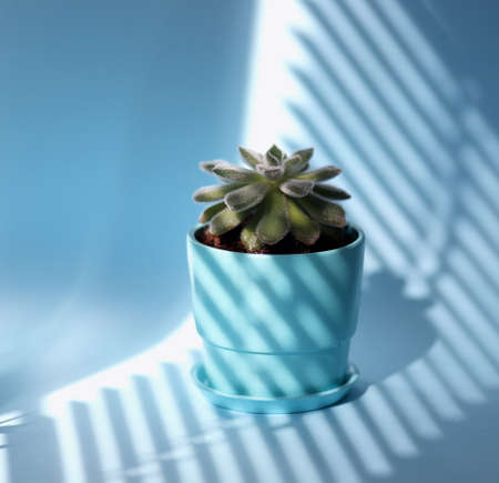 Succulent Echeveria Doris Taylor, in a ceramic blue pot on a blue background with shadows from the blinds. Woolly Rose.の写真素材
