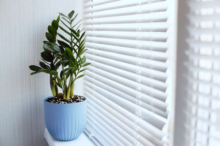 Zamioculcas Zamiifolia a plant in a blue flower pot stands on the windowsill near the window with blinds. Modern indoor plants, minimal creative home decor concept. Space for textの写真素材