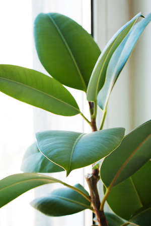 Ficus Elastica Leaf close-up on a white background. Macro. Front view.の写真素材