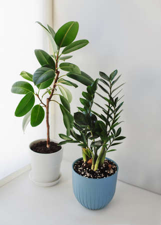 Ficus Elastica and Zamioculcas Zamiifolia on a white background. Top view.の写真素材