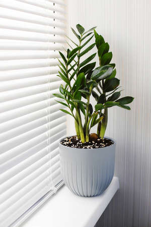 Zamioculcas Zamiifolia a plant in a gray flower pot stands on the windowsill near the window with blinds. Modern indoor plants, minimal creative home decor concept.の写真素材