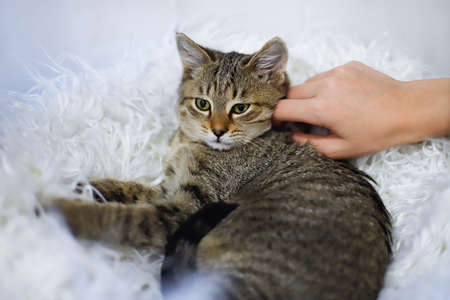 A childs hand strokes a brown tabby cat lying on a white fur Mat. Friendship, trust, careの写真素材