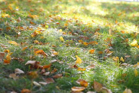 Grass covered with yellow leaves in the Park on a Sunny autumn dayの写真素材