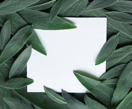 Background of green sage leaves with white paper square. Medicinal herb, alternative medicine. Flat lay. Macro. Nature conceptsの写真素材