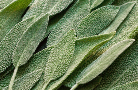 Green sage, sage leaves abstract background, fresh natural color leaves. Medicinal herb, alternative medicine. Selective focus. Macro. Flat lay.の写真素材