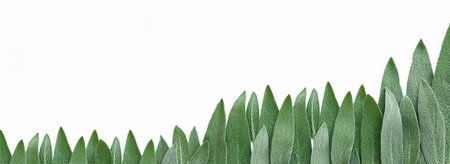 Fresh sage leaves in the form of a frame on a white background. Medicinal herb, alternative medicine. Flat lay. Macro. Nature conceptsの写真素材