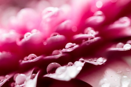 Pink gerbera flower petals with water dropsの写真素材