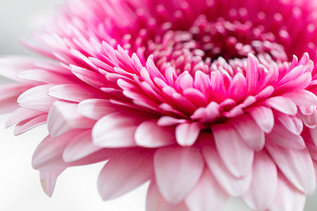Pink gerbera flower close up. Front view.の写真素材
