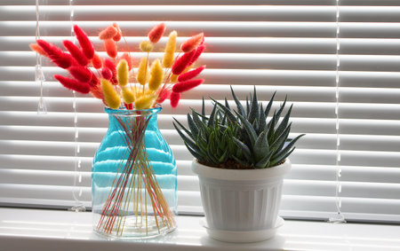 Red and yellow dry lagurus in a glass vase with Haworthia succulent on the windowsill with blinds.の写真素材