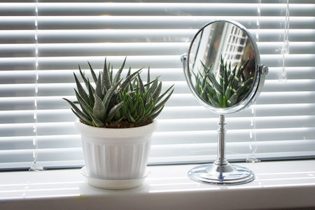 Haworthia succulent and makeup mirror on the window sill with blinds. Light and shadow.の写真素材