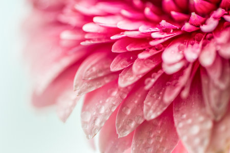 Pink gerbera flower close up. Front view.の写真素材