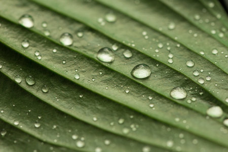 Drops of transparent rain water on a green leaf macro.Beautiful leaf texture in nature. Top viewの写真素材